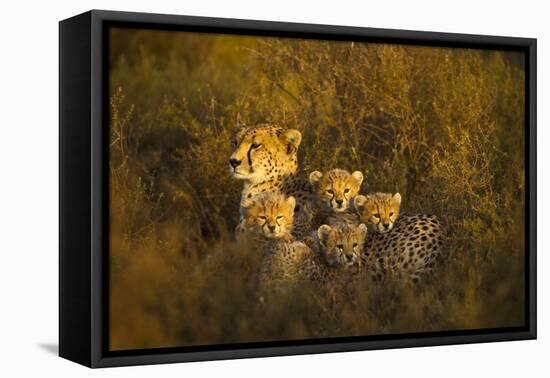 Cheetah Cubs and their Mother-Paul Souders-Framed Premier Image Canvas