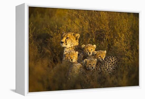 Cheetah Cubs and their Mother-Paul Souders-Framed Premier Image Canvas