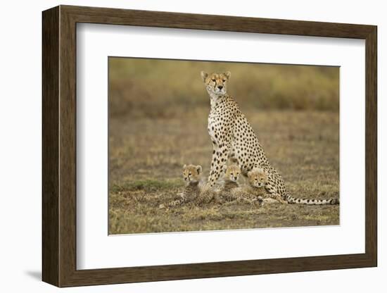 Cheetah Cubs and their Mother-Paul Souders-Framed Photographic Print