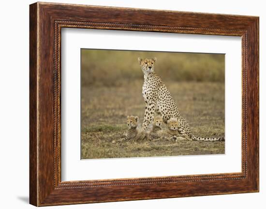 Cheetah Cubs and their Mother-Paul Souders-Framed Photographic Print