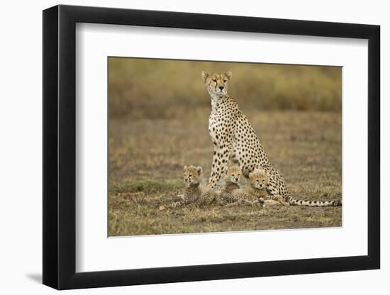 Cheetah Cubs and their Mother-Paul Souders-Framed Photographic Print