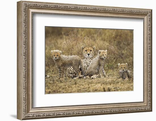 Cheetah Cubs and their Mother-Paul Souders-Framed Photographic Print