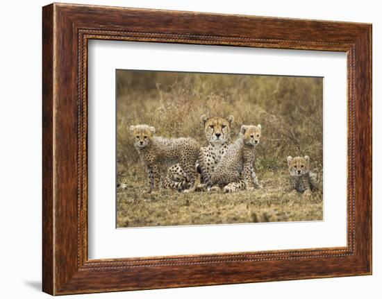 Cheetah Cubs and their Mother-Paul Souders-Framed Photographic Print