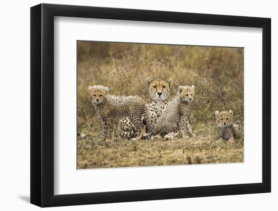 Cheetah Cubs and their Mother-Paul Souders-Framed Photographic Print