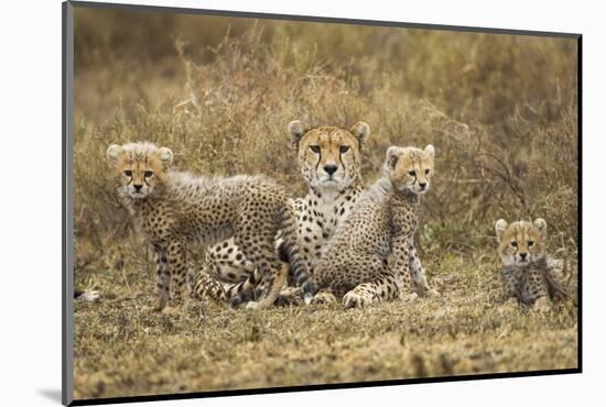 Cheetah Cubs and their Mother-Paul Souders-Mounted Photographic Print