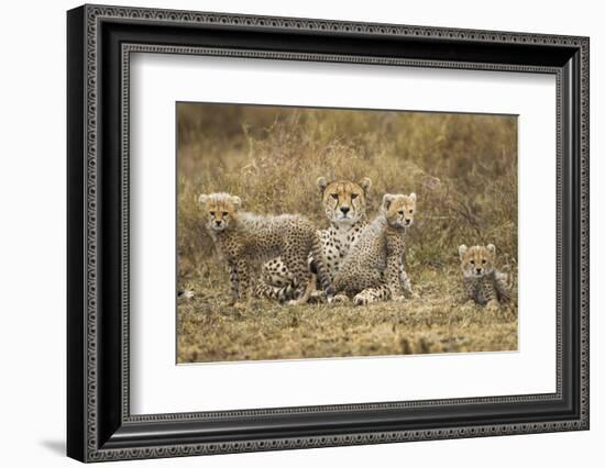 Cheetah Cubs and their Mother-Paul Souders-Framed Photographic Print