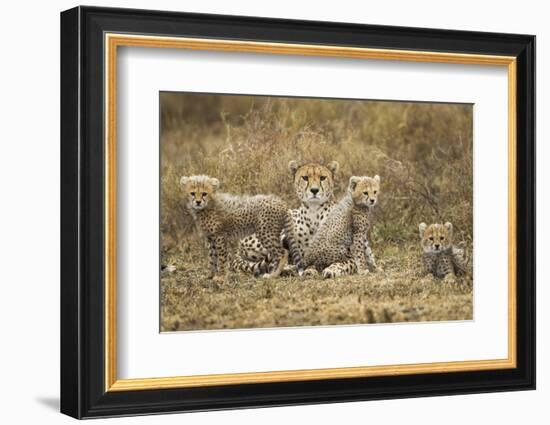 Cheetah Cubs and their Mother-Paul Souders-Framed Photographic Print