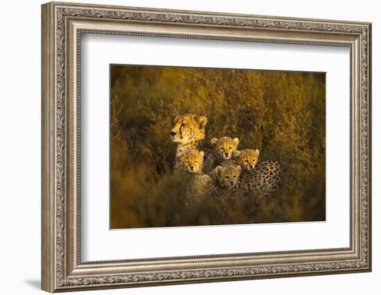 Cheetah Cubs and their Mother-Paul Souders-Framed Photographic Print