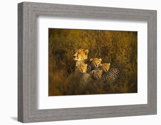 Cheetah Cubs and their Mother-Paul Souders-Framed Photographic Print