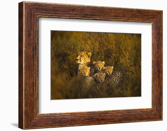 Cheetah Cubs and their Mother-Paul Souders-Framed Photographic Print