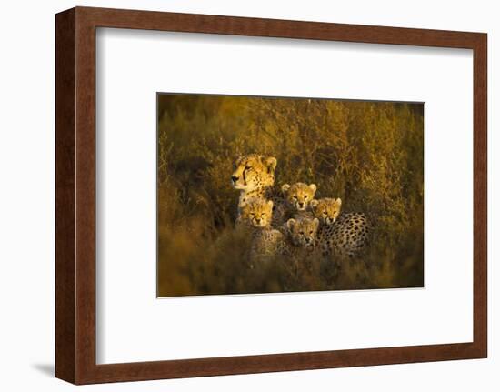 Cheetah Cubs and their Mother-Paul Souders-Framed Photographic Print