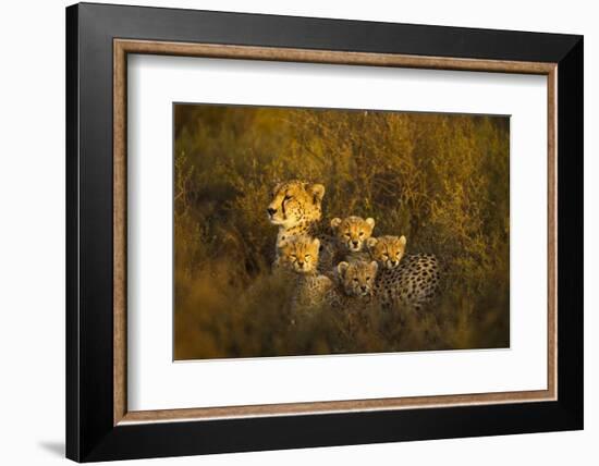 Cheetah Cubs and their Mother-Paul Souders-Framed Photographic Print