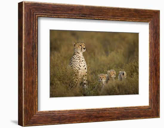 Cheetah Cubs and their Mother-Paul Souders-Framed Photographic Print