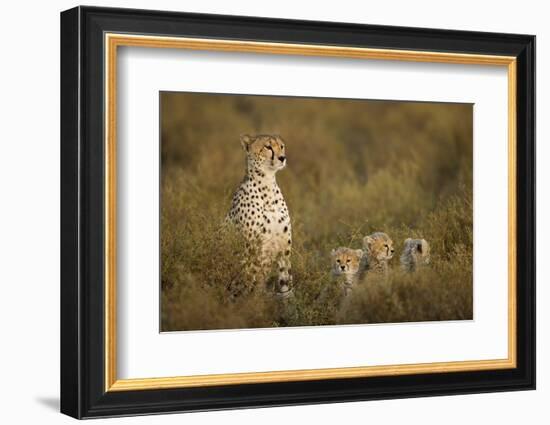 Cheetah Cubs and their Mother-Paul Souders-Framed Photographic Print