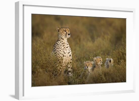 Cheetah Cubs and their Mother-Paul Souders-Framed Photographic Print