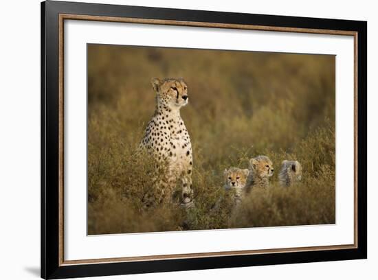 Cheetah Cubs and their Mother-Paul Souders-Framed Photographic Print