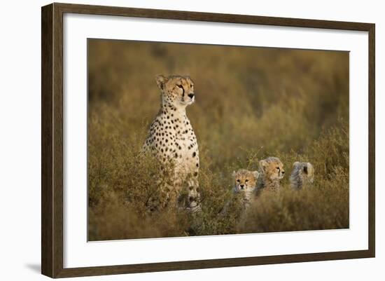 Cheetah Cubs and their Mother-Paul Souders-Framed Photographic Print