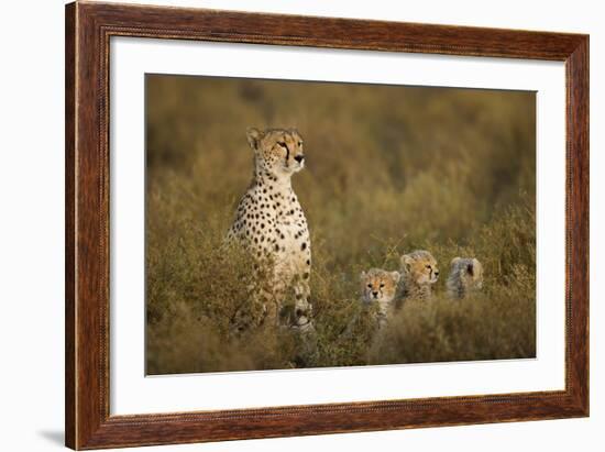 Cheetah Cubs and their Mother-Paul Souders-Framed Photographic Print