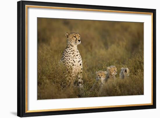 Cheetah Cubs and their Mother-Paul Souders-Framed Photographic Print