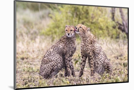 Cheetah cubs bonding. Serengeti National Park. Tanzania. Africa.-Tom Norring-Mounted Photographic Print