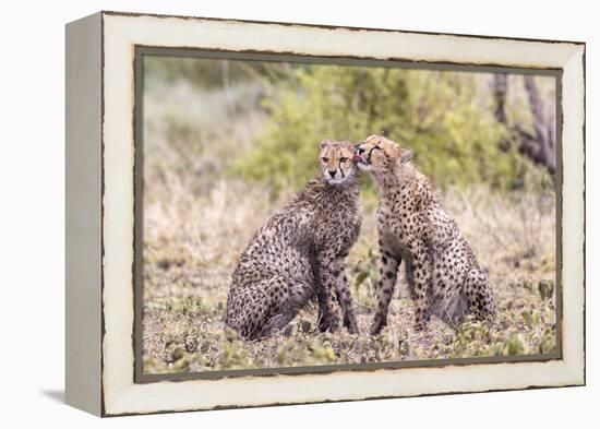 Cheetah cubs bonding. Serengeti National Park. Tanzania. Africa.-Tom Norring-Framed Premier Image Canvas