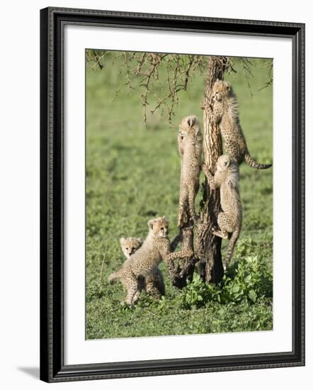 Cheetah Cubs Climbing a Tree, Ndutu, Ngorongoro, Tanzania-null-Framed Photographic Print