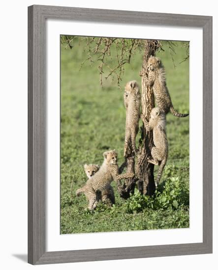 Cheetah Cubs Climbing a Tree, Ndutu, Ngorongoro, Tanzania-null-Framed Photographic Print