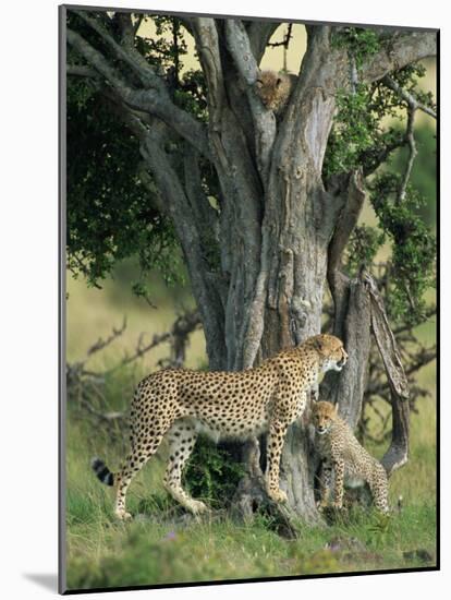 Cheetah Cubs Eight Months Old, Playing in Tree, Masai Mara National Reserve, Kenya, East Africa-Murray Louise-Mounted Photographic Print