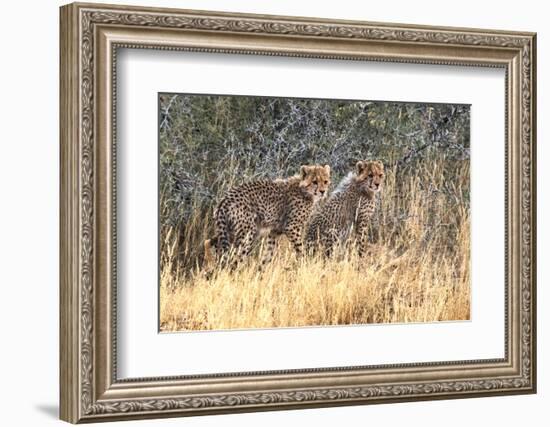 Cheetah cubs, Kgalagadi Transfrontier Park, South Africa-Keren Su-Framed Photographic Print