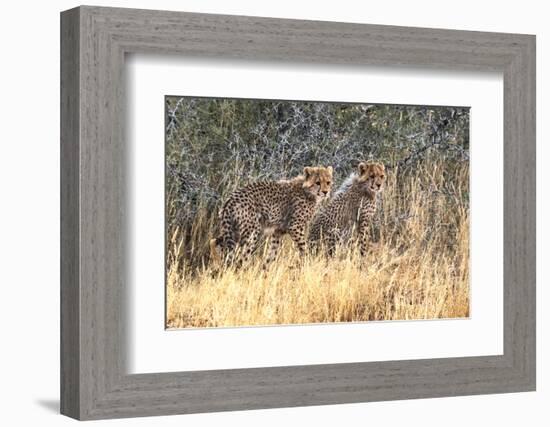 Cheetah cubs, Kgalagadi Transfrontier Park, South Africa-Keren Su-Framed Photographic Print