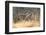 Cheetah cubs, Kgalagadi Transfrontier Park, South Africa-Keren Su-Framed Photographic Print