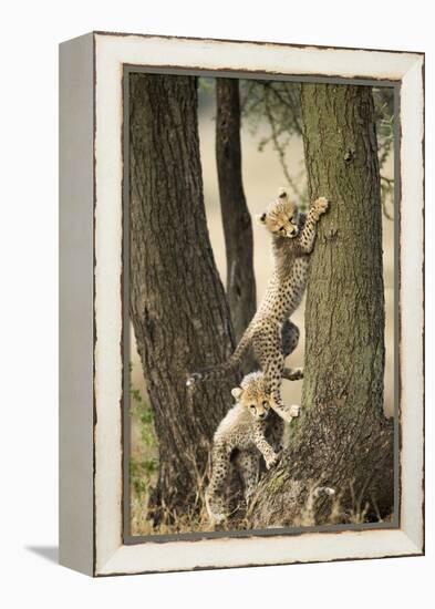Cheetah Cubs Playing at Ngorongoro Conservation Area, Tanzania-Paul Souders-Framed Premier Image Canvas