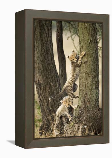 Cheetah Cubs Playing at Ngorongoro Conservation Area, Tanzania-Paul Souders-Framed Premier Image Canvas