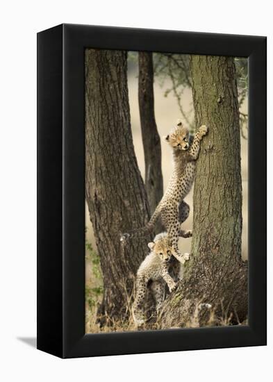 Cheetah Cubs Playing at Ngorongoro Conservation Area, Tanzania-Paul Souders-Framed Premier Image Canvas