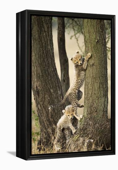 Cheetah Cubs Playing at Ngorongoro Conservation Area, Tanzania-Paul Souders-Framed Premier Image Canvas