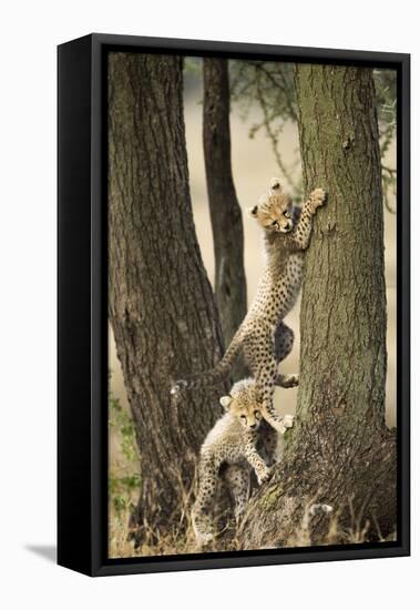 Cheetah Cubs Playing at Ngorongoro Conservation Area, Tanzania-Paul Souders-Framed Premier Image Canvas