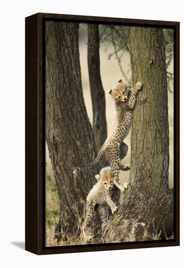 Cheetah Cubs Playing at Ngorongoro Conservation Area, Tanzania-Paul Souders-Framed Premier Image Canvas