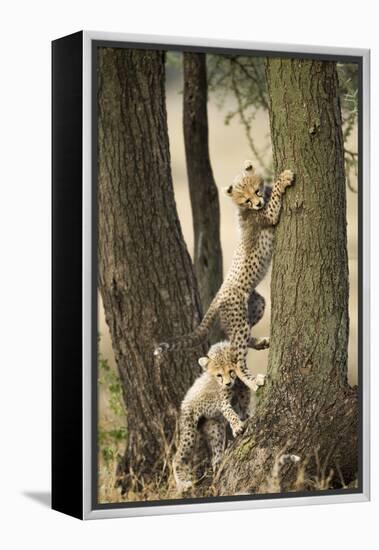 Cheetah Cubs Playing at Ngorongoro Conservation Area, Tanzania-Paul Souders-Framed Premier Image Canvas