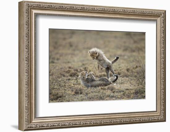 Cheetah Cubs Playing at Ngorongoro Conservation Area, Tanzania-Paul Souders-Framed Photographic Print