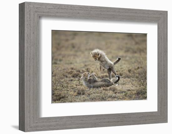 Cheetah Cubs Playing at Ngorongoro Conservation Area, Tanzania-Paul Souders-Framed Photographic Print