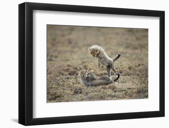 Cheetah Cubs Playing at Ngorongoro Conservation Area, Tanzania-Paul Souders-Framed Photographic Print