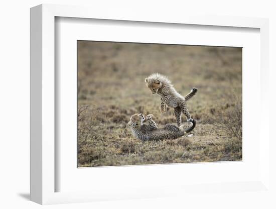 Cheetah Cubs Playing at Ngorongoro Conservation Area, Tanzania-Paul Souders-Framed Photographic Print