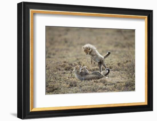 Cheetah Cubs Playing at Ngorongoro Conservation Area, Tanzania-Paul Souders-Framed Photographic Print