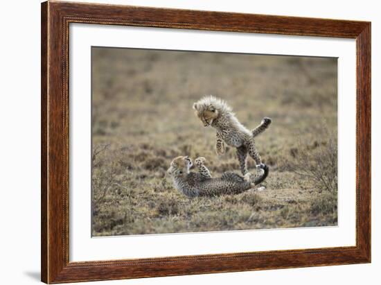 Cheetah Cubs Playing at Ngorongoro Conservation Area, Tanzania-Paul Souders-Framed Photographic Print