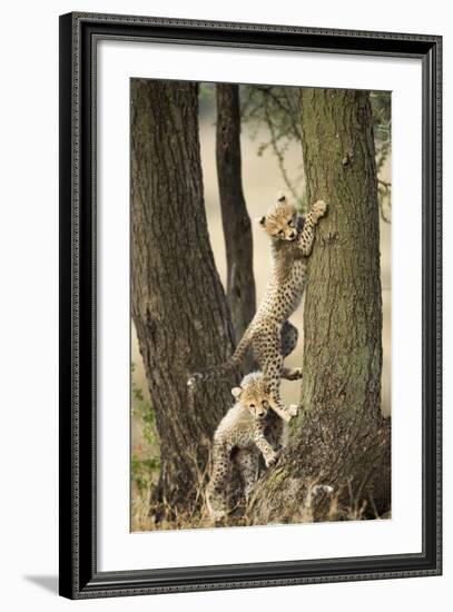 Cheetah Cubs Playing at Ngorongoro Conservation Area, Tanzania-Paul Souders-Framed Photographic Print