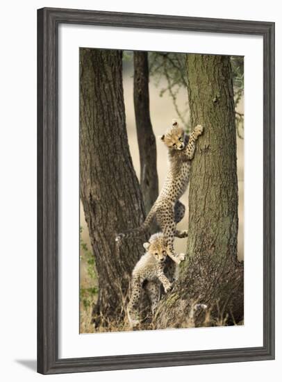 Cheetah Cubs Playing at Ngorongoro Conservation Area, Tanzania-Paul Souders-Framed Photographic Print