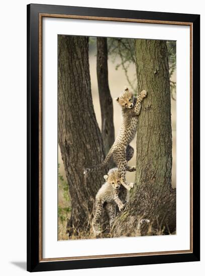 Cheetah Cubs Playing at Ngorongoro Conservation Area, Tanzania-Paul Souders-Framed Photographic Print