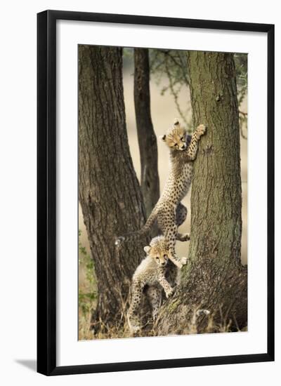 Cheetah Cubs Playing at Ngorongoro Conservation Area, Tanzania-Paul Souders-Framed Photographic Print