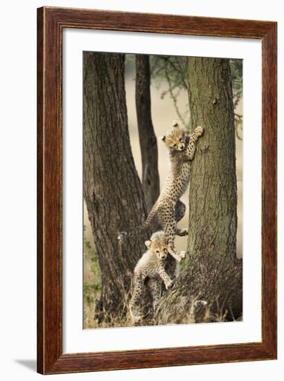 Cheetah Cubs Playing at Ngorongoro Conservation Area, Tanzania-Paul Souders-Framed Photographic Print