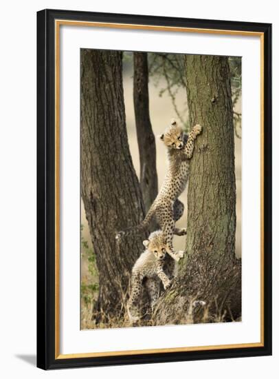 Cheetah Cubs Playing at Ngorongoro Conservation Area, Tanzania-Paul Souders-Framed Photographic Print